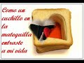 reyli amor del bueno