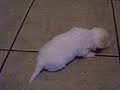 Cuccioli Maltese 1 Cuccioli Maltese 1