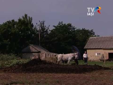 Proiectia filmelor „Tizic” şi „Niste dorinte” de Violeta Gorgos 0 Proiectia filmelor „Tizic” şi „Niste dorinte” de Violeta Gorgos