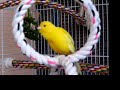 singing canary singing canary