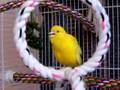 singing canary