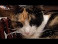 Which a stuffed toy cat?