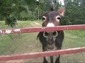 Namkaofarmdonkey Namkaofarmdonkey