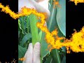 70 � dia  Flora��o