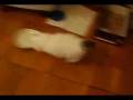 videos de cat.avi