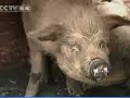 Miracle pig found alive in China Miracle pig found alive in China
