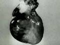 Experiments in the Revival of Organisms (1940) Part 1/2