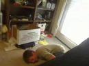 I created this video using my Logitech QuickCam software. giggity giggity