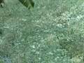 CryENGINE 2.0