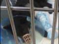 Police K-9 Survives Life-Threatening Injury