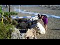 Spain, Beach with Cats