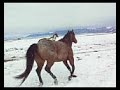Covered Wagon Ranch Feeding Time for Horses.MOV