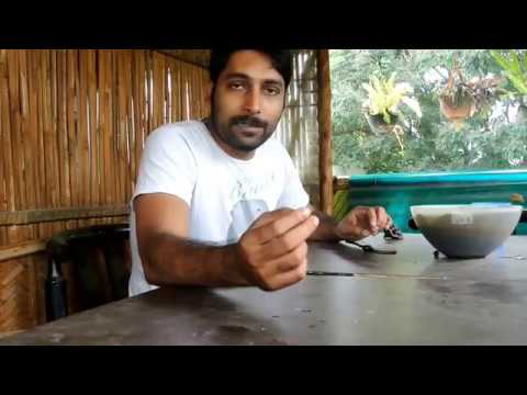 how to harvest lotus seeds