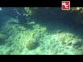 videos de Spearfishing Guadeloupe FWI