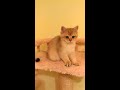 British Golden Kitten