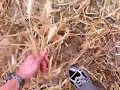 video16.mov Video