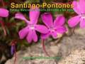 Santiago_Pontones