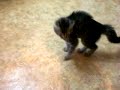 Gato bailarin