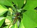 videos de predators.mpg