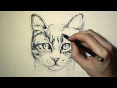 how to draw the face of a cat