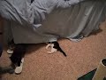 Kitten Fight between a Hanging Bedsheet Part 2