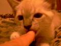 Kitten vs. Hand