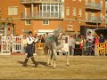 Escuela de Equitaci�n Antonio Santiago  -  ESPEC. ALMACELLES