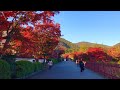 2019年11月23日(土)秋の京都嵐山 朝の紅葉🍁Autumn in Arashiyama✨ 岚山【4K】