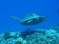 Zamami diving 2 - Ijakaja turtles
