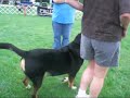 Greater Swiss Mountain Dog Team Obedience