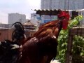 AYAM KETAWA DANGDUT GACOR MARICOR 7BLN BY IMAN KETAWA JAKARTA-BARAT 087881191595 PIN BB 224E0282.