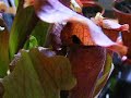 My Pitcher Plant punks fly good.