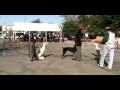 Giils Dog Show Pt 2