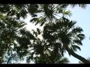 Pa says hello! - from Myakka State Park in Florida