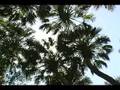 Pa says hello! - from Myakka State Park in Florida
