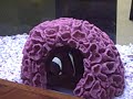 saltwater aquarium.AVI saltwater aquarium.AVI