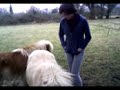 Mini ponies (fallabellas)