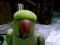 Pakistani talking parrot 2.. =)