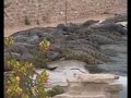 Crocodile (Djerba) - Tunisie