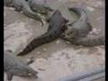 Crocodile (Djerba) - Tunisie