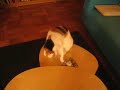 Glinda playing with cookies