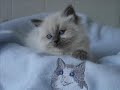 My Cats