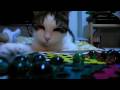 videos de Cat Chewing Board Game