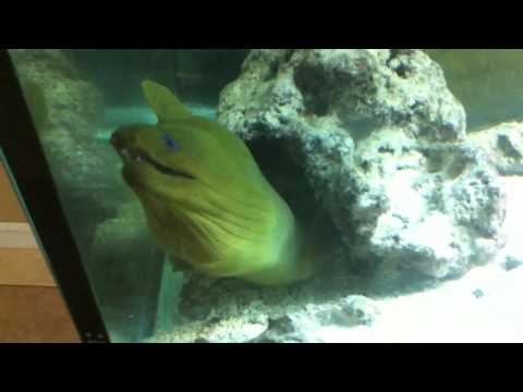 how to care for a pet eel
