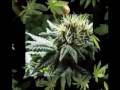 Ready-Set-Grow Part 1of 7 UPDATED