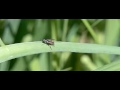 Fly takes off after mating Fly takes off after mating