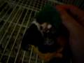 videos de Pepe Head Scritches