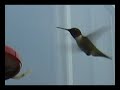 Hummingbirds at the feeder