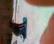 Extremem Sleding 3
