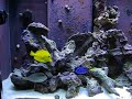 My 90g fish only saltwater aquarium